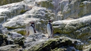 03 - La Serena (12) -  Pinguins de Humboldt